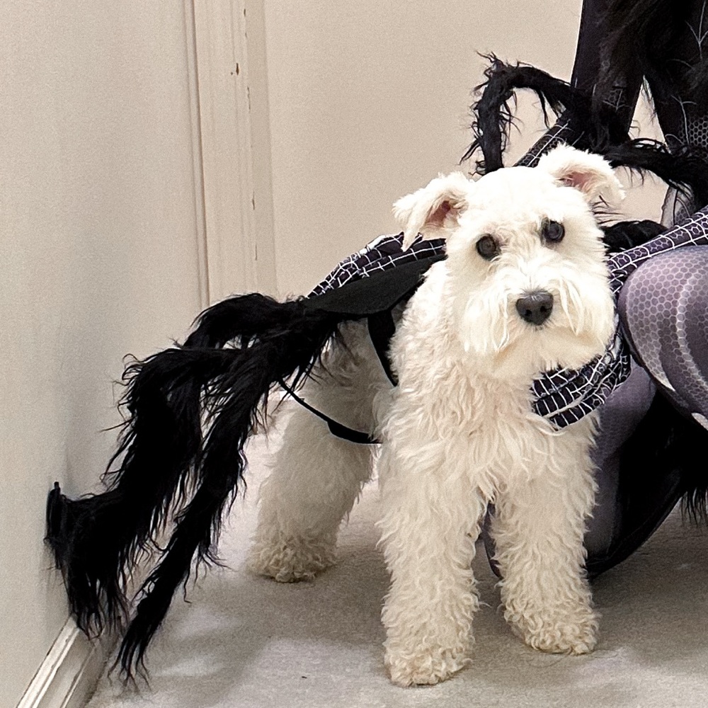 DOG/CAT HALLOWEEN SPIDER COSTUME